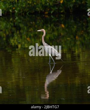 Sanibel Island, Floride, États-Unis, 5 juin 2022 Egret rougeâtre classé comme espèce « menacée » et protégé, moins de 2000 couples nicheurs aux États-Unis, faisant partie de la famille Heron, comme on l'a vu dans la réserve de gibier Ding Darling à Sanibel Island, Floride. Photo de Jennifer Graylock-Graylock.com Banque D'Images