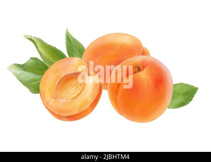 Abricots mûrs avec feuilles, aquarelle sur fond blanc Banque D'Images