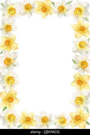Cadre avec fleurs printanières, jonquilles, aquarelle Banque D'Images