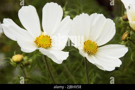 Cosmos bipinnatus 'pureté' Banque D'Images