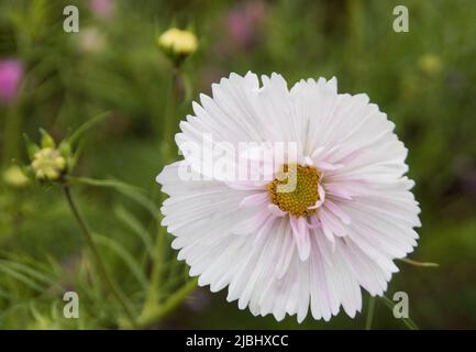 COSMOS bipinnatus 'Cupcakes Blush' Banque D'Images