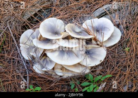 Forêt d'État de Passchendaele - champignons fantômes Banque D'Images