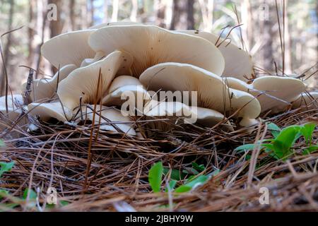 Forêt d'État de Passchendaele - champignons fantômes Banque D'Images