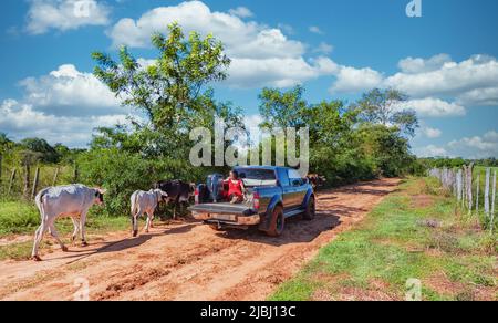 Une femme est assise à l'arrière d'un pick-up avec un chien et une valise tandis que des vaches en liberté se promintent devant elle, le tout sur une route de sable rouge typique au Paraguay. Banque D'Images