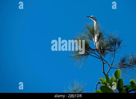 Un Egret (Ardea alba) perché sur un arbre à Sydney, Nouvelle-Galles du Sud, Australie (photo de Tara Chand Malhotra) Banque D'Images