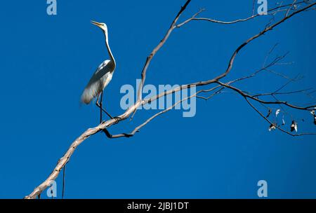 Un Egret (Ardea alba) perché sur un arbre à Sydney, Nouvelle-Galles du Sud, Australie (photo de Tara Chand Malhotra) Banque D'Images