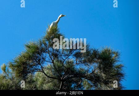 Un Egret (Ardea alba) perché sur un arbre à Sydney, Nouvelle-Galles du Sud, Australie (photo de Tara Chand Malhotra) Banque D'Images