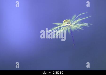 Macro gros plan des graines de pissenlits volantes avec la chute de rosée sur la tête avec un arrière-plan flou de bokeh bleu délicat. Vue détaillée d'un parachute rapproché de Banque D'Images