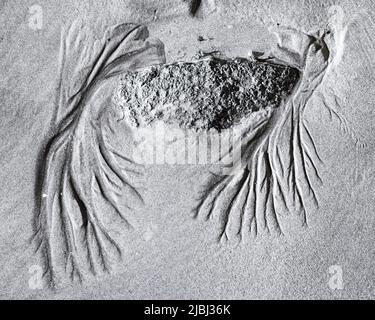 L'art de la nature Monster sur la plage avec des griffes étirées, faites par des ondulations dans le sable, Aotearoa / Nouvelle-Zélande Banque D'Images