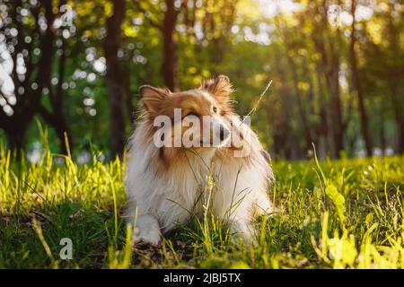 Le chien heureux repose sur l'herbe. Chien de berger Shetland dans un parc d'été. Banque D'Images