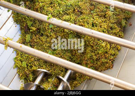 Raisin blanc dans égreneur de broyeur, processus de vinification Banque D'Images