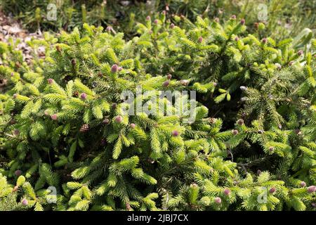 Picea abies 'Pusch' épinette de Norvège. Banque D'Images
