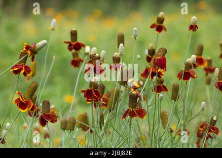 Fleurs sauvages dans un champ herbacé. Banque D'Images