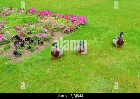 trois canards dans l'herbe Banque D'Images