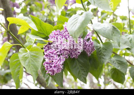 Syringa vulgaris 'sensation' fleur lilas commune, gros plan. Banque D'Images