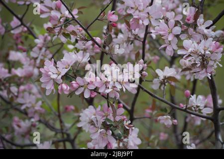 Fleurs sauvages de pomme au printemps avec nectar pour les abeilles Banque D'Images