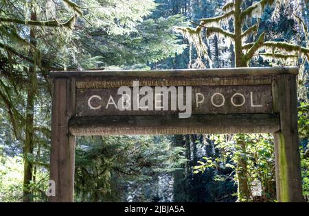 Pont de piscine par câble. Parc régional de la rivière Capilano. North Vancouver, C.-B., Canada. Banque D'Images