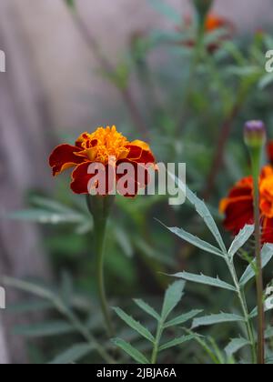 Une fleur Marigold pousse dans le jardin de la maison Banque D'Images