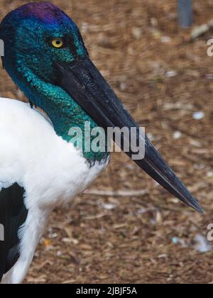 Magnifique porc à col noir féminin avec une note puissante et un plumage spectaculaire. Banque D'Images