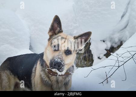 Chien Berger allemand à l'extérieur sur une neige blanche en hiver. Chien de garde russe Berger d'Europe de l'est dans le paysage de la nature Banque D'Images