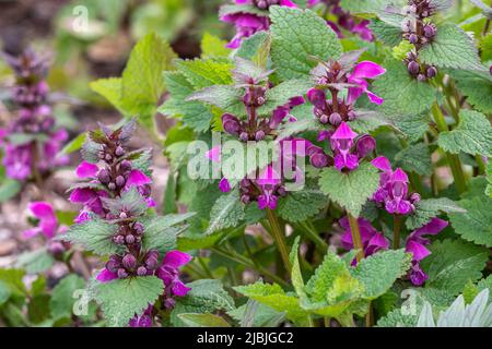 Fleurs roses d'ortie morte tachetée Lamium maculatum. Plantes médicinales dans le jardin Banque D'Images