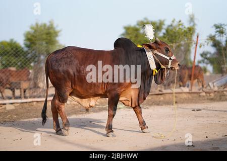 Belle vache est debout à la vente sur le marché pour la fête du sacrifice d'Eid. Banque D'Images