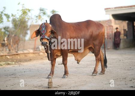 Belle vache est debout à la vente sur le marché pour la fête du sacrifice d'Eid. Banque D'Images