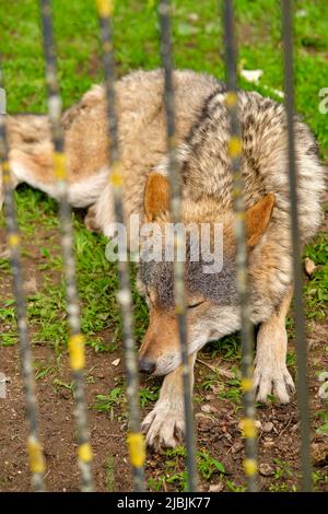 Gros plan du loup gris (Canis lupus Linnaeus) par Fence au zoo Banque D'Images