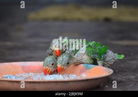 Dimapur, Inde. 07th juin 2022. Dimapur, Inde 07 juin 2022: Vieux de semaines Parrots offre de la nourriture dans une assiette dans une réserve de résidence privée que les animaux de compagnie à Dimapur, Inde nord-est de l'état du Nagaland, après avoir été achetés à l'État voisin Assam. Les espèces sauvages de tous types sont fréquemment chassées soit pour la consommation, soit pour la vente aux résidents de l'Inde. Credit: Caisii Mao/Alay Live News Banque D'Images