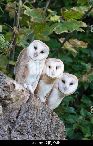 Hibou de la grange Tyto alba, 3 poussins à l'entrée pour nicher dans une souche d'arbre, Suffolk, Angleterre, août Banque D'Images