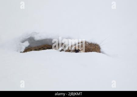 Lièvre européen Lepus europeaus, adulte couché dans la neige, Suffolk, Angleterre, février Banque D'Images
