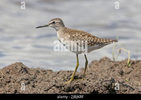 Ponceuse à bois Tringa glareola, juvénile debout sur la boue, Suffolk, Angleterre, août Banque D'Images