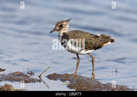 Vanellus vanellus, jeune marchant dans la boue, Suffolk, Angleterre, août Banque D'Images