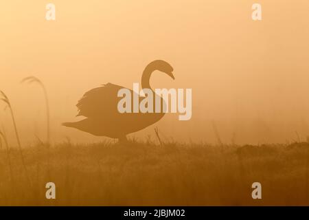 Muet cygne Cygnus olor, adulte debout sur le marais de pâturage, silhoueté pendant le lever du soleil brumeux, Suffolk, Angleterre, mars Banque D'Images
