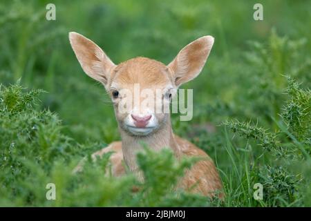 Cerf de Virginie Dama dama, fauve reposant dans l'herbe, Suffolk, Angleterre, juin Banque D'Images