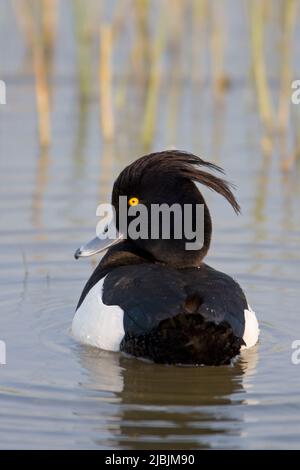 Canard touffeté Aythya fuligula, adulte homme natation, Suffolk, Angleterre, mai Banque D'Images