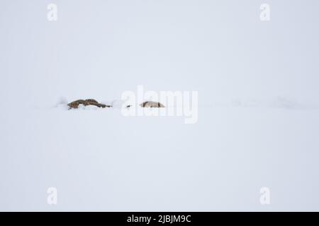 Lièvre européen Lepus europeaus, adulte couché dans la neige, Suffolk, Angleterre, janvier Banque D'Images