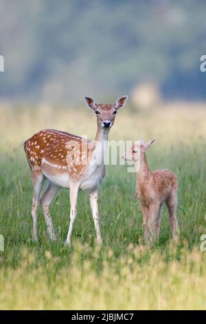 Cerf de Virginie Dama dama, femelle adulte avec fauve de 2 semaines debout dans la prairie, Suffolk, Angleterre, juin Banque D'Images