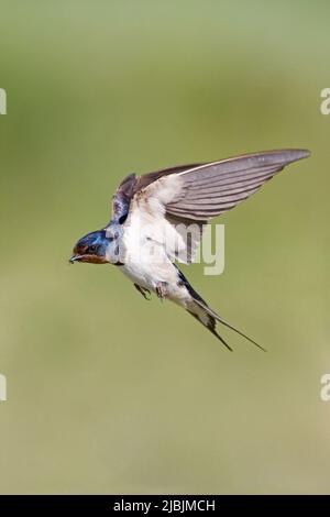 Barn hirondelle Hirundo rustica, femelle adulte volant avec un insecte dans le bec, Suffolk, Angleterre, juillet Banque D'Images