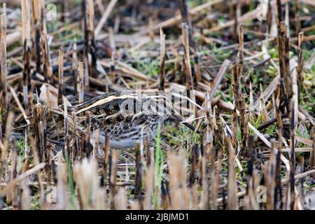 Jack Snipe Lymnocryptes minimus, adulte debout dans le lit reedbed coupé, réserve naturelle de Minsmere RSPB, Suffolk, Angleterre, mars Banque D'Images