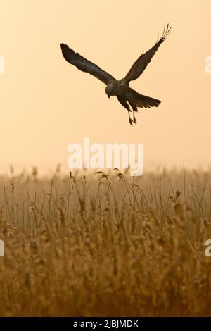 Marsh Harrier Circus aeruginosus, homme adulte volant au lever du soleil, réserve naturelle RSPB Minsmere, Suffolk, Angleterre, février Banque D'Images