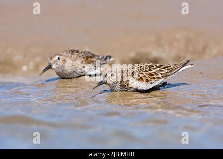 Dunlin Calidris alpina, 2 adultes qui s'accroupient au-dessus de Peregrine, Suffolk, Angleterre, avril Banque D'Images