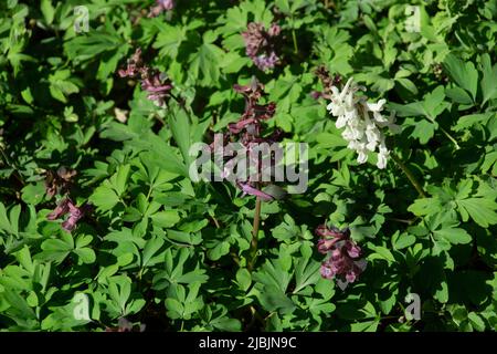 le printemps de corydalis fleurit dans la zone à demi-ombre de la forêt Banque D'Images