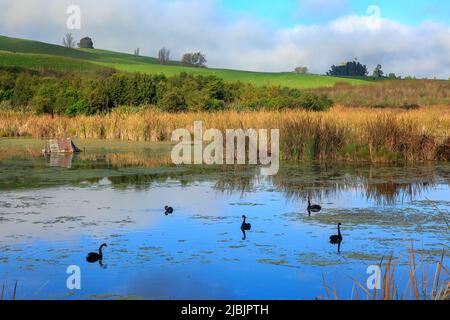 La zone humide du parc régional de Pekepeka, une réserve naturelle de la région de Hawke's Bay, en Nouvelle-Zélande. Les cygnes noirs nagent sur un lac Banque D'Images