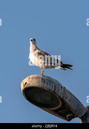 Image du mouette debout sur le lampadaire, prise du profil opposé avec foyer sélectif. Banque D'Images