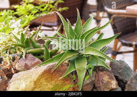 Aloès grandissent dans une maison verte. Plante succulente, ayant une rosette de feuilles charnues dentées et de fleurs en forme de cloche ou tubulaires sur de longues tiges. Banque D'Images