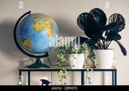 Bush a levé le médaillon de calathea dans un pot sur une étagère Banque D'Images