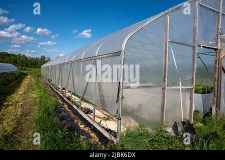 Herbe verte et ciel bleu avec une longue vue latérale d'une serre végétale biologique avec des rangées de plantes couvertes visibles à l'intérieur sous le cerceau de tissu de jardin Banque D'Images