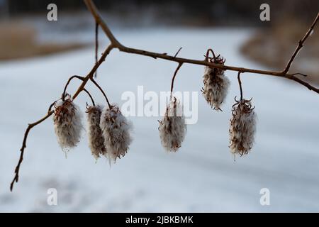 Les capsules de graines inhabituelles de Salix pentandra, saule de baie. Ceux-ci apparaissent en hiver et donne beaucoup de caractère et d'intérêt à ce moment. Banque D'Images
