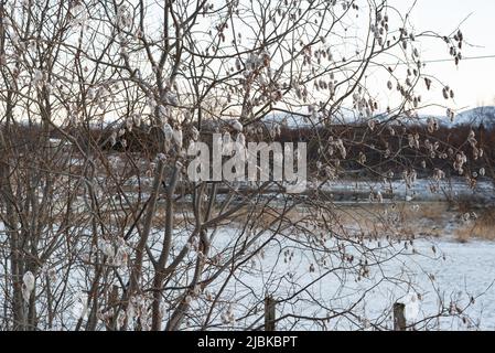 Les capsules de graines inhabituelles de Salix pentandra, saule de baie. Ceux-ci apparaissent en hiver et donne beaucoup de caractère et d'intérêt à ce moment. Banque D'Images